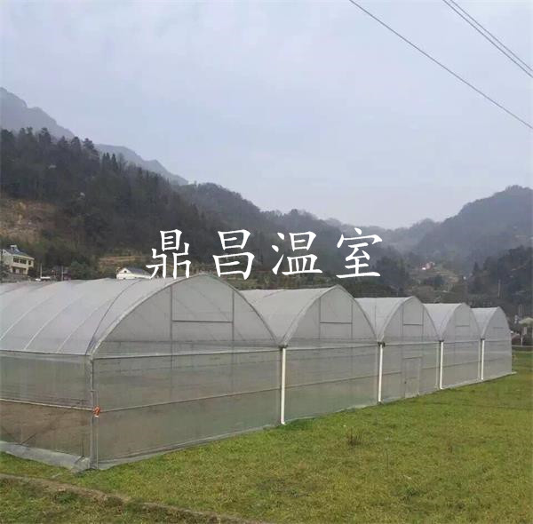 长阳茶苗培育基地